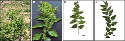 Comparative analysis of jujube and sour jujube gave insight into their difference in genetic diversity and suitable habitat